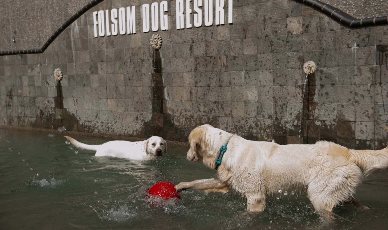 Folsom Dog Resort water parkl